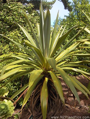 cordyline_indivisa_sample_04.jpg
