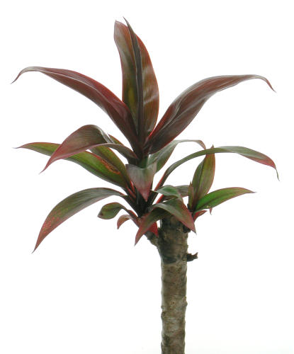 Cordyline_terminalis01.jpg