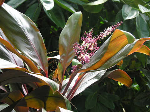 Cordyline_terminalis_01.jpg