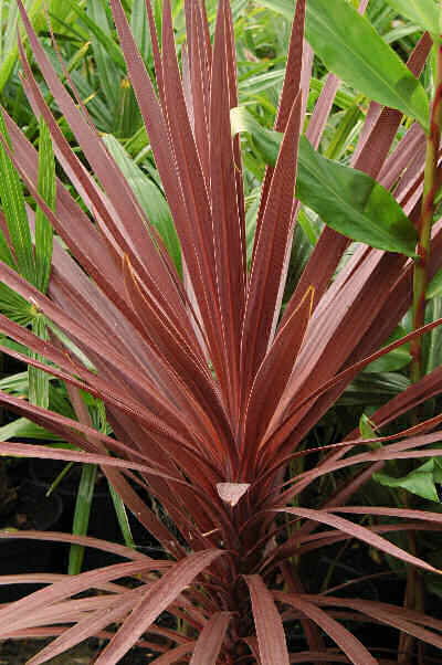 CordylinePurpurea.jpg