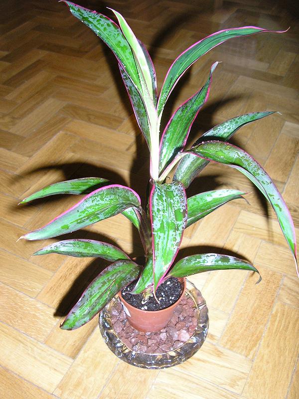 CordylineTerminalis02.JPG