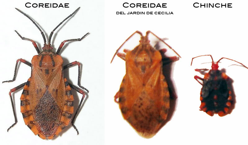 Coreidae2.jpg
