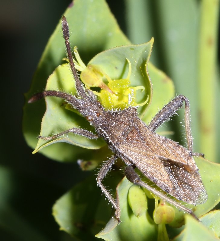 Coriomeris_2033.jpg