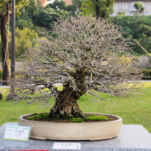 cork-bark-celtis-sinensis_grande.jpg