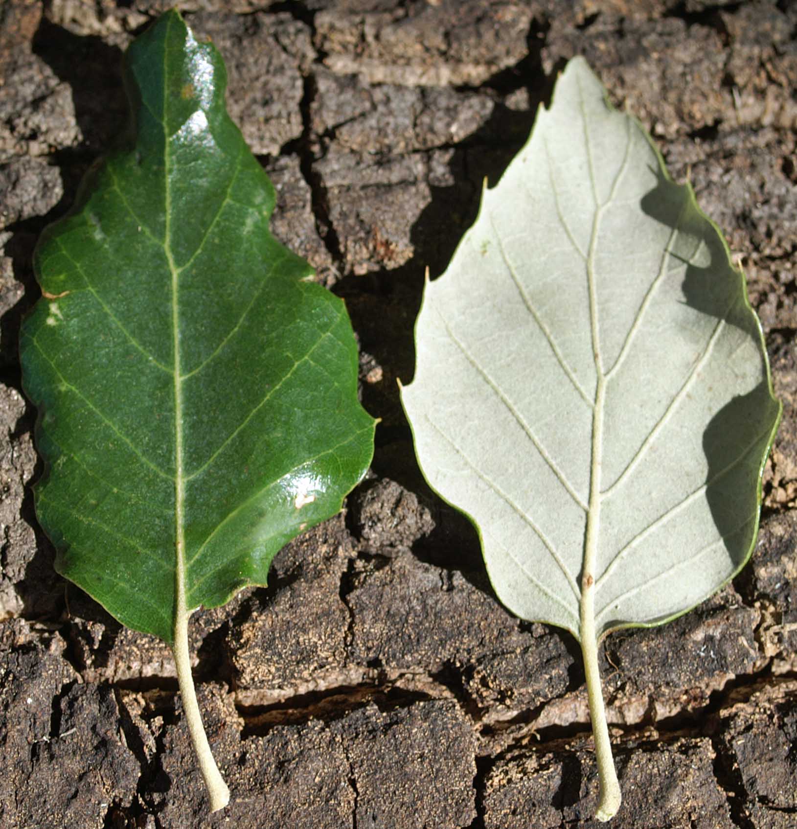 cork-oak-leaves-ups-uns.jpg