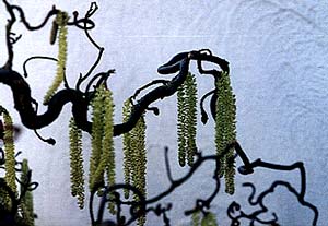 corkscrewmarchcatkins3.jpg