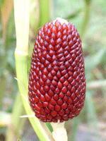Corn%20Fruit-1.jpg