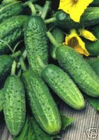 cornichon.JPG