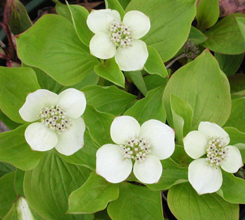 Cornus-canadensis.jpg