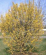 cornus-mas-porte-2.jpg