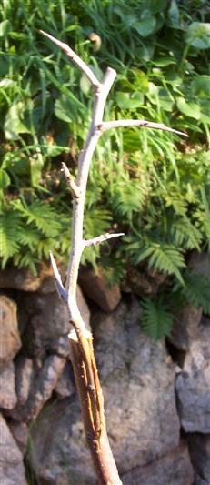 corona1.jpg