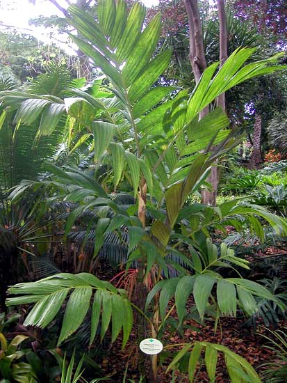 coronata04.jpg