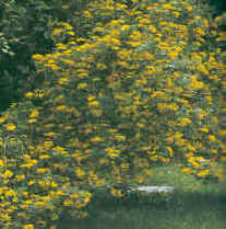 coronilla.JPG