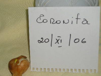 Coronita.jpg