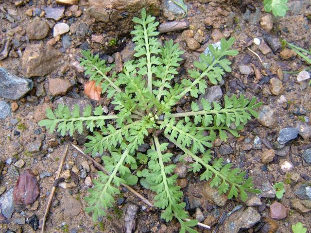 coronopus_didymus_lesser_swine_cress_slender_wart_leaf_rosette_16-08-04.jpg