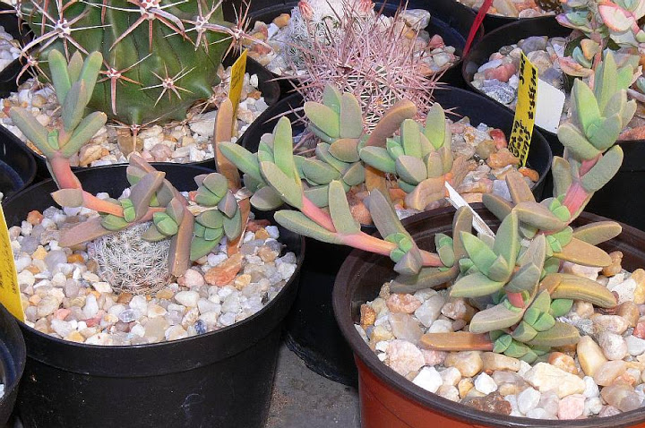corpuscularia.jpg