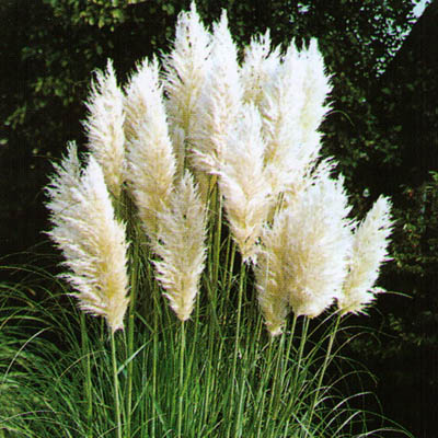 Cortaderia%20selloana.jpg