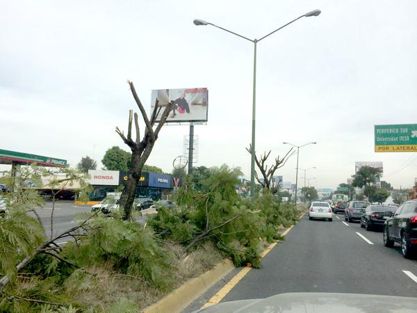 cortan-%C3%A1rboles-en-l%C3%B3pez-mateos-sur.jpg