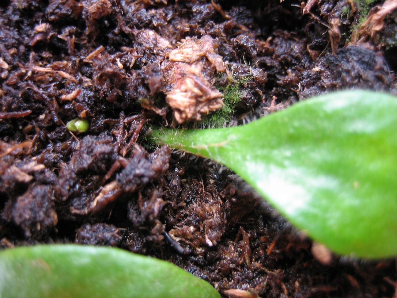 Corte%20de%20hoja%20de%20cephalotus%20Red..JPG