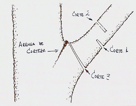 corte+correcto+poda+cerezo.jpg