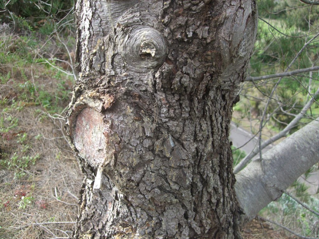 Corteza_Pinus_a_identificar%283%29.jpg