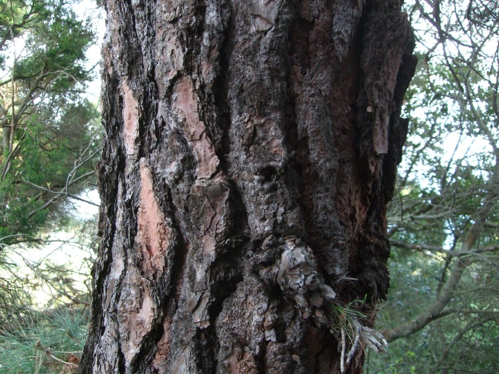 Corteza_Pinus_canariensis.jpg