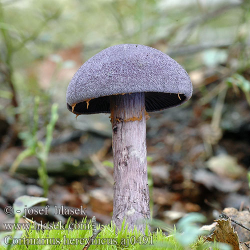 cortinarius_hercynicus_aj0491.jpg