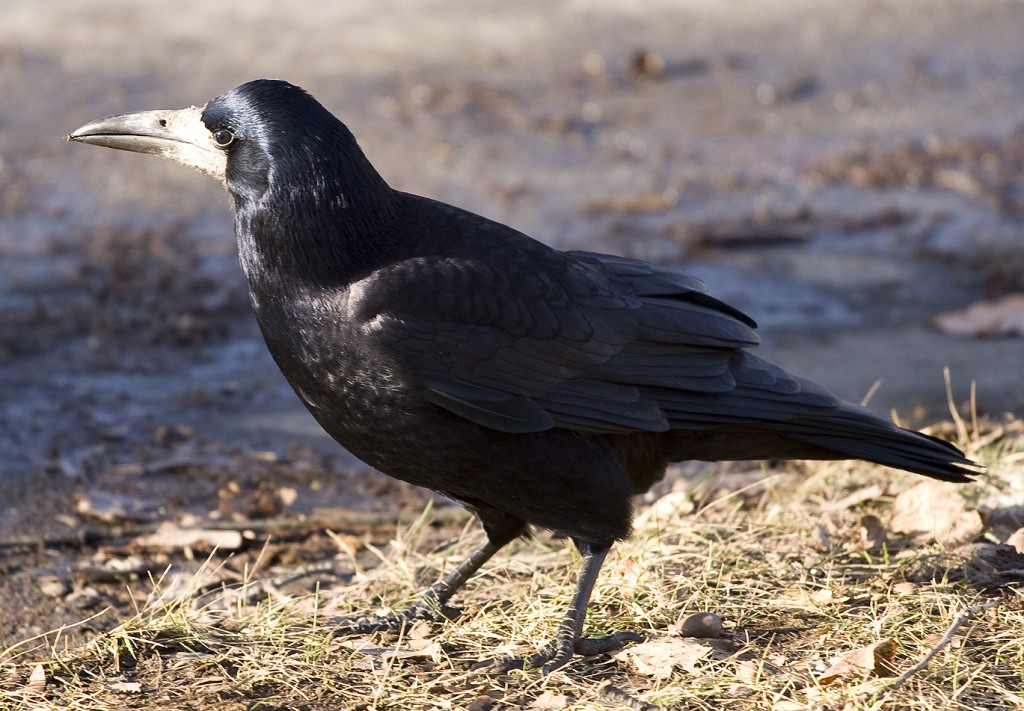 Corvus_frugilegus_2-1024x711.jpg