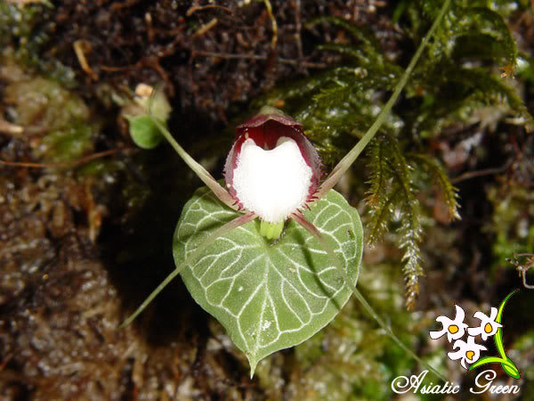 Corybas-sp.jpg