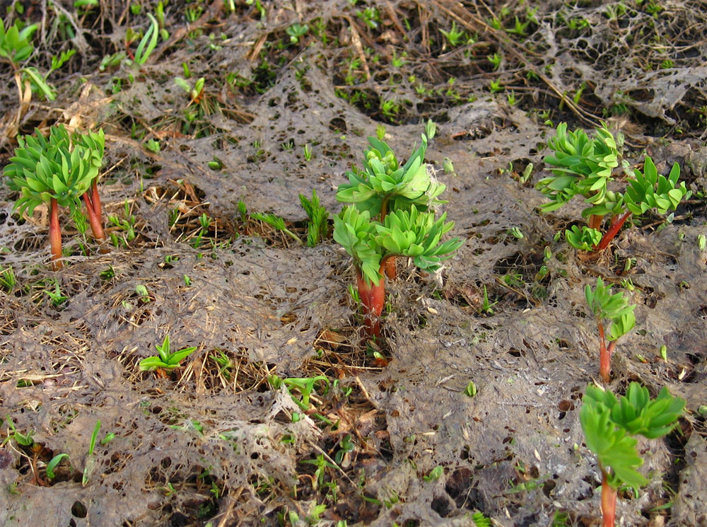 corydalis-conorhiza_young_1000.jpg