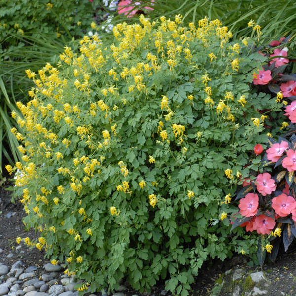 Corydalis-lutea.jpg