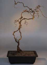corylus-avellana-contorta.jpg