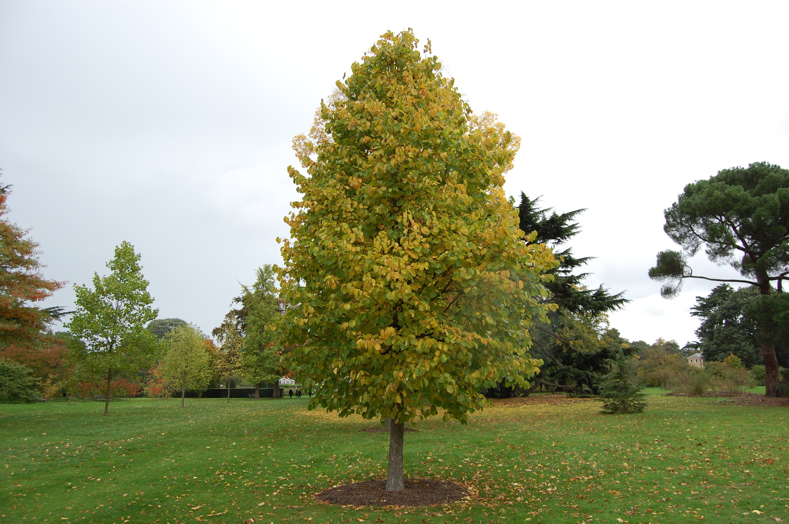 corylus-colurna-autumn.jpg
