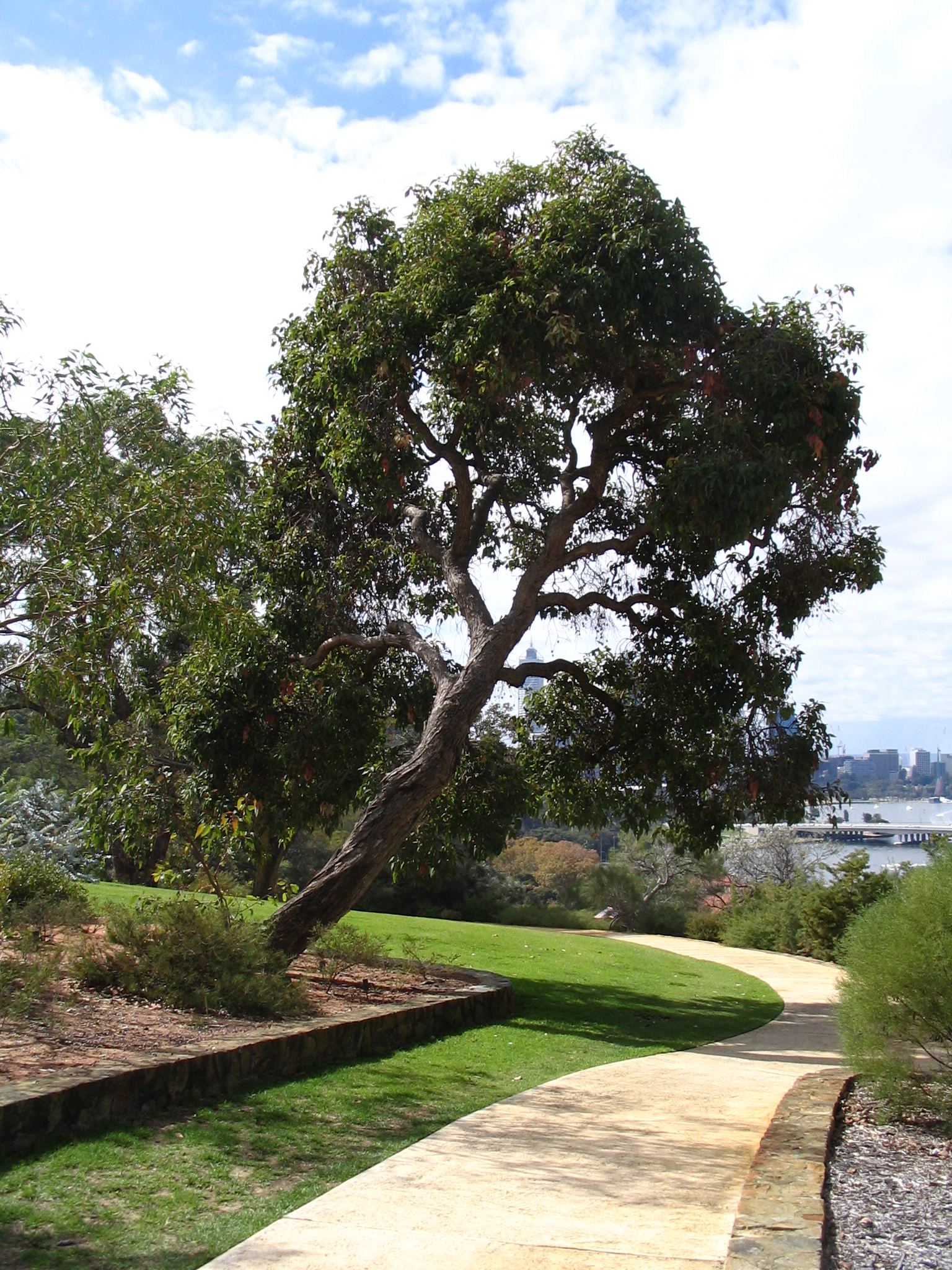 Corymbia_ficifolia_whole_tree.jpg