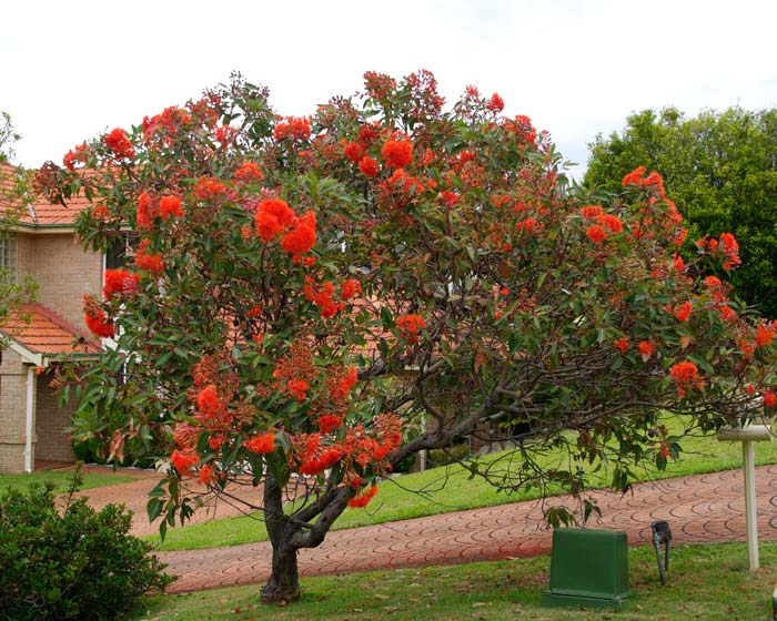 CorymbiaFicifoliaWs700.jpg