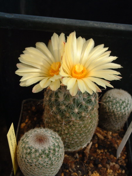 Coryphantha%2520werdermannii%252001_redimensionar.JPG