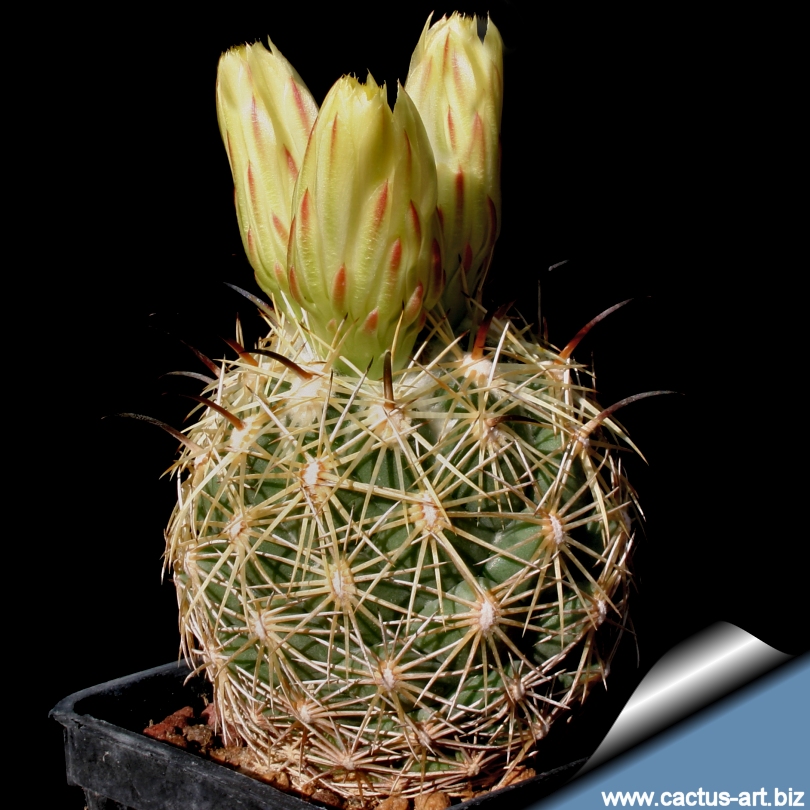 Coryphantha_cornifera_buds_810.jpg