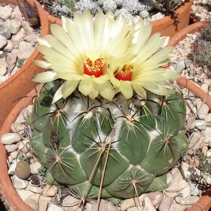 Coryphantha_delaetiana_Quehl_A_Berger_.jpg