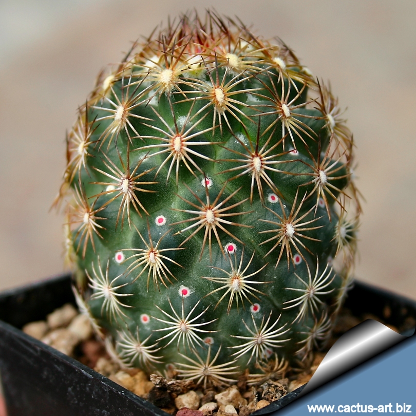 Coryphantha_echinoidea_SB26_810.jpg