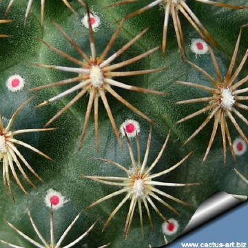 Coryphantha_echinoidea_SB26_nectary_360.jpg