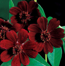 Cosmos%20atrosanguineus.jpg