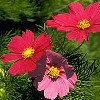 cosmos1_s.jpg