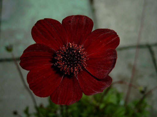 cosmos_atrosanguineus.jpg