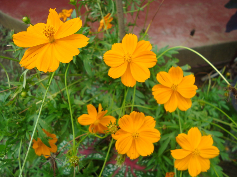 cosmos_by_cerezoinwonderland-d48zljm.jpg