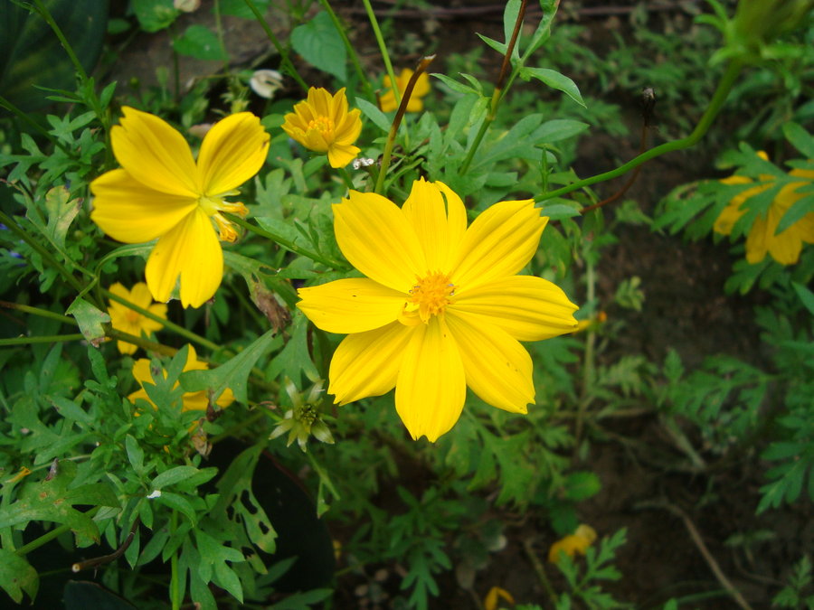 cosmos_by_cerezoinwonderland-d48zlwt.jpg