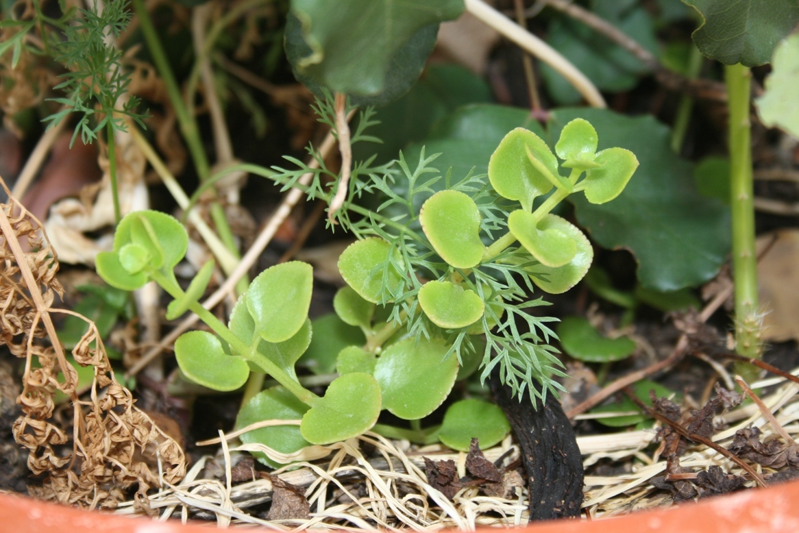 Cosoides005.jpg