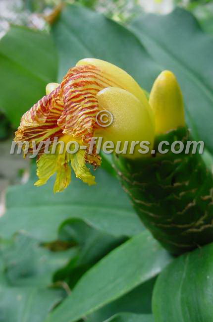 costus%20hieroglyphies%202.JPG