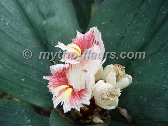 costus%20varzearum%203_bonn.jpg