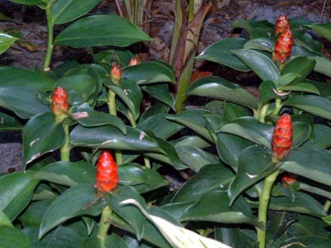 Costus.jpg