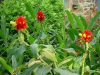 Costus_barbatus-3074-03.jpg
